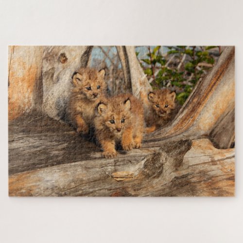 Canadian Lynx Kittens  Alaska Jigsaw Puzzle