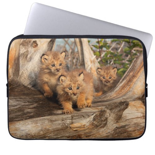 Canadian Lynx Kittens  Alaska Laptop Sleeve