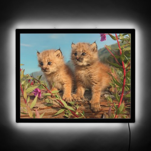 Canadian Lynx Kittens Alaska LED Sign