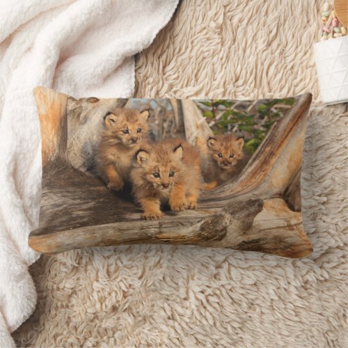 Canadian Lynx Kittens  Alaska Lumbar Pillow