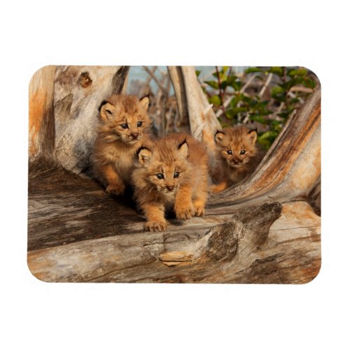 Canadian Lynx Kittens  Alaska Magnet