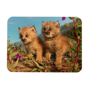 Canadian Lynx Kittens, Alaska Magnet