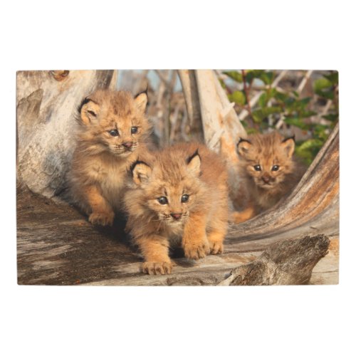 Canadian Lynx Kittens  Alaska Metal Print