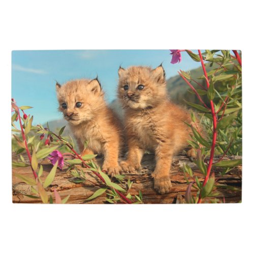 Canadian Lynx Kittens Alaska Metal Print