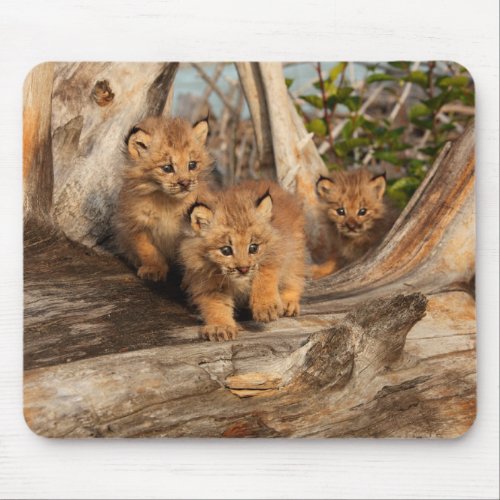 Canadian Lynx Kittens  Alaska Mouse Pad