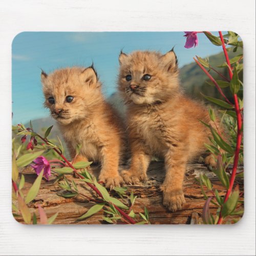 Canadian Lynx Kittens Alaska Mouse Pad