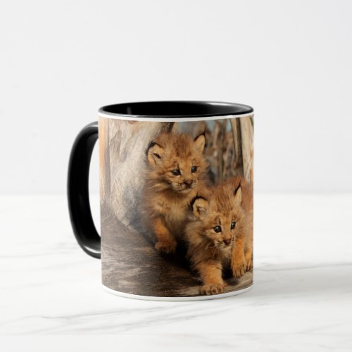 Canadian Lynx Kittens  Alaska Mug