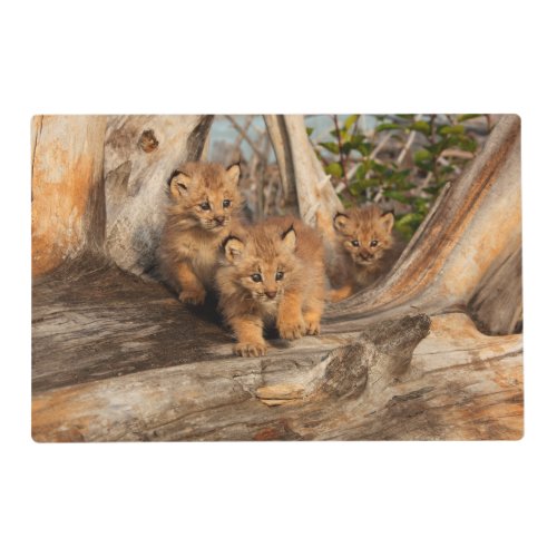 Canadian Lynx Kittens  Alaska Placemat