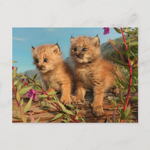 Canadian Lynx Kittens Alaska Postcard