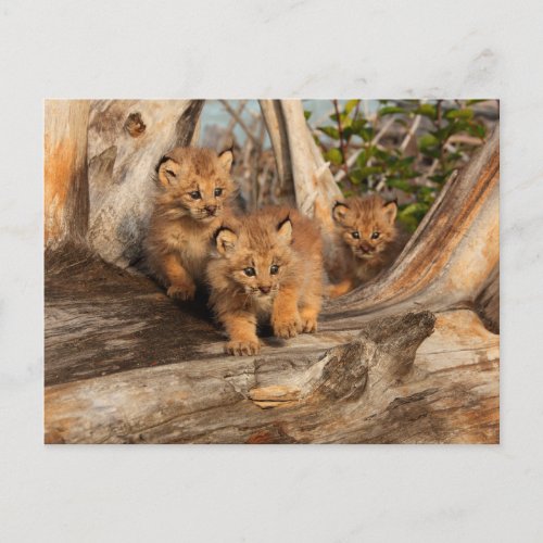 Canadian Lynx Kittens  Alaska Postcard
