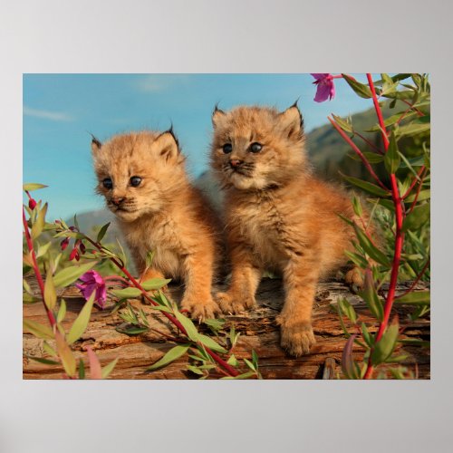Canadian Lynx Kittens Alaska Poster