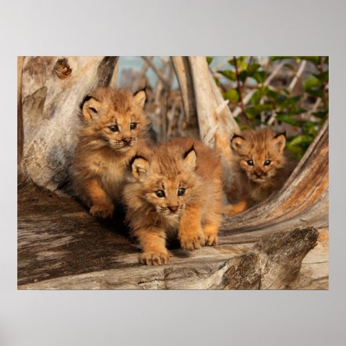 Canadian Lynx Kittens  Alaska Poster