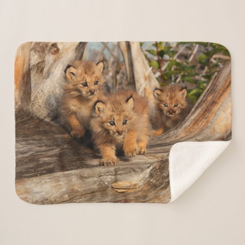 Canadian Lynx Kittens  Alaska Sherpa Blanket