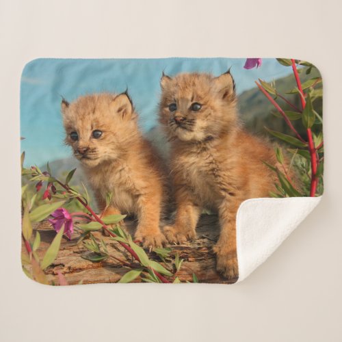 Canadian Lynx Kittens Alaska Sherpa Blanket