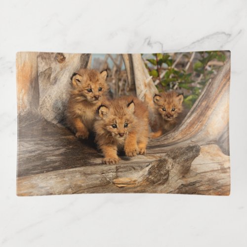 Canadian Lynx Kittens  Alaska Trinket Tray