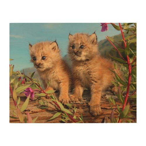 Canadian Lynx Kittens Alaska Wood Wall Art