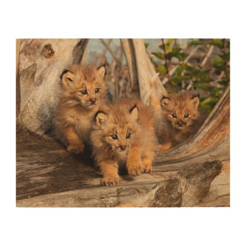 Canadian Lynx Kittens  Alaska Wood Wall Art