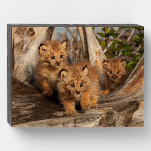Canadian Lynx Kittens  Alaska Wooden Box Sign