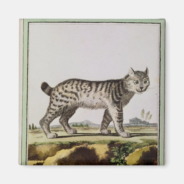 Canadian Lynx Magnet (Front)