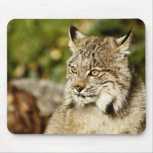 Canadian Lynx Mouse Pad