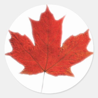 Canadian... Maple leaf Classic Round Sticker