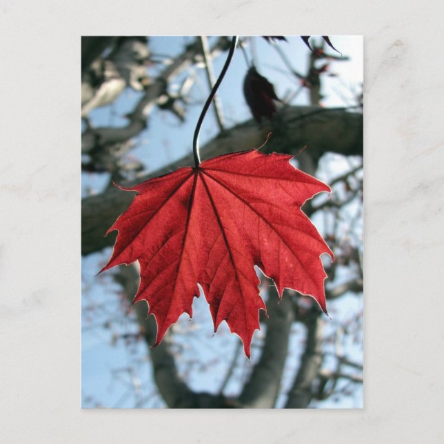 Canadian Maple Leaf Postcard (Front)