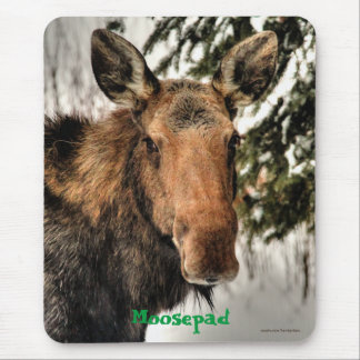 Canadian Moose Portrait Funny Wildlife Mousemat Mouse Pad