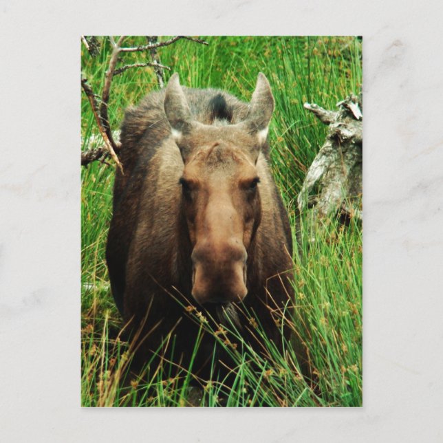 Canadian Moose Postcard (Front)