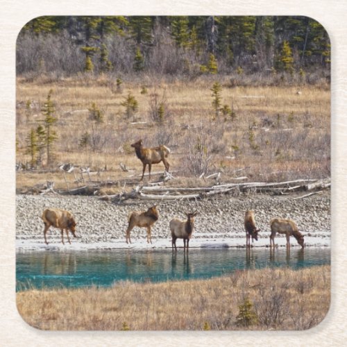 Canadian Rockies Wapiti Elk Square Paper Coaster