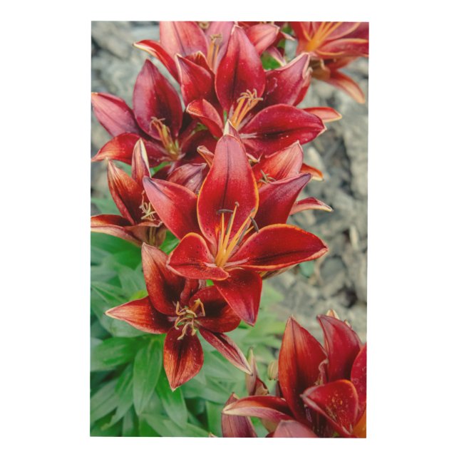 Canadian Stargazer Lily Print: Prosperity & Spring Wood Wall Art (Front)