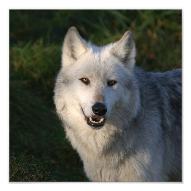Canadian Timber Wolf Canadian Timber Wolf Photo Print (Front)