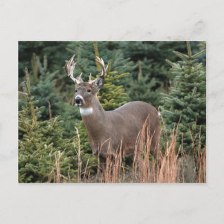 Canadian White Tail Deer Postcard
