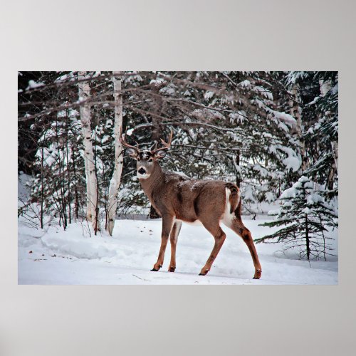 Canadian Whitetail Buck Poster