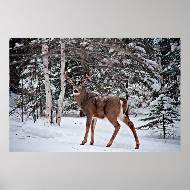 Canadian Whitetail Buck Poster (Front)