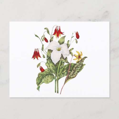 Canadian Wildflowers Trillium  Postcard