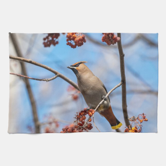 Canadian Wildlife: Bohemian Waxwing Photography Kitchen Towel (Horizontal)