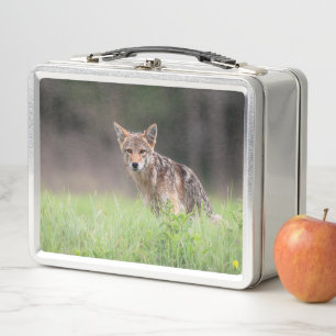 Canadian Wildlife: Brown Coyote Photography Metal Lunch Box
