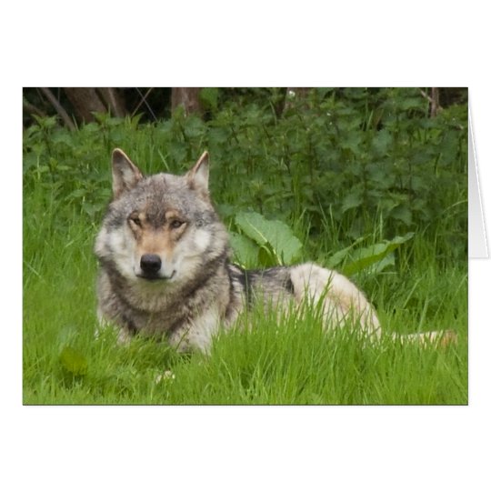 Canadian Wolf Card