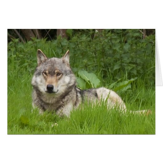 Canadian Wolf Cards (Front Horizontal)