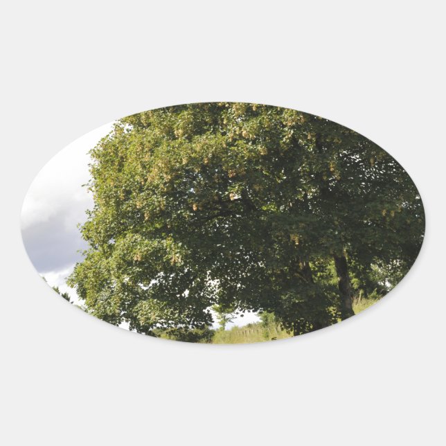 Canal Boats Oval Sticker (Front)