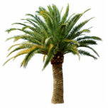 Canary Island Date Palm Tree Sculpture<br><div class="desc">8" x 10" acrylic photo sculpture of a stately Canary Island date palm tree. This is a great party decor piece that can be used anywhere,  even in a centerpiece! See the entire Shipwrecked Photo Sculpture collection in the DÉCOR | Props & Centerpieces section.</div>