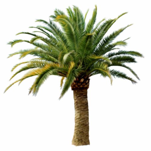 Canary Island Date Palm Tree Sculpture