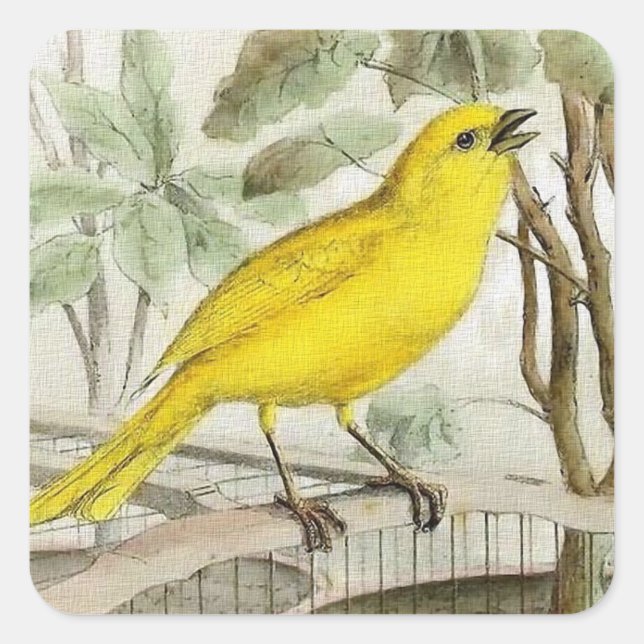 Canary Vintage Illustration Square Sticker (Front)