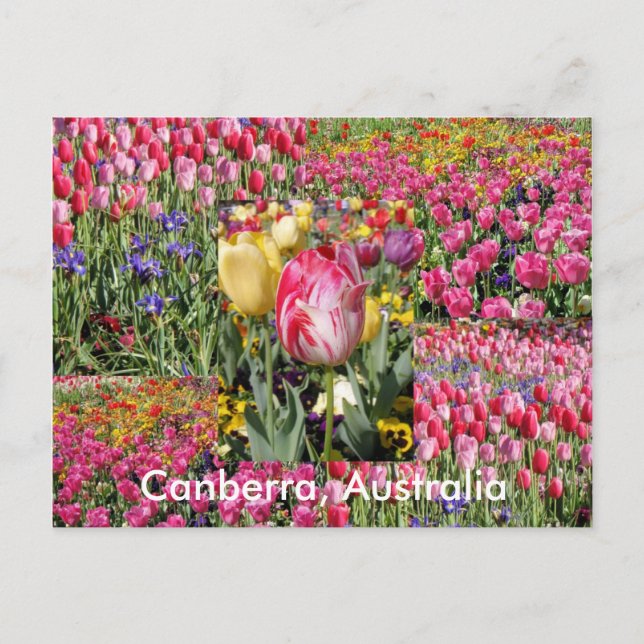 Canberra Australia postcard (Front)
