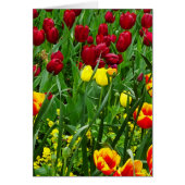 Canberra Tulips (Front)