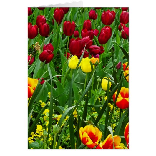 Canberra Tulips Cards (Front)