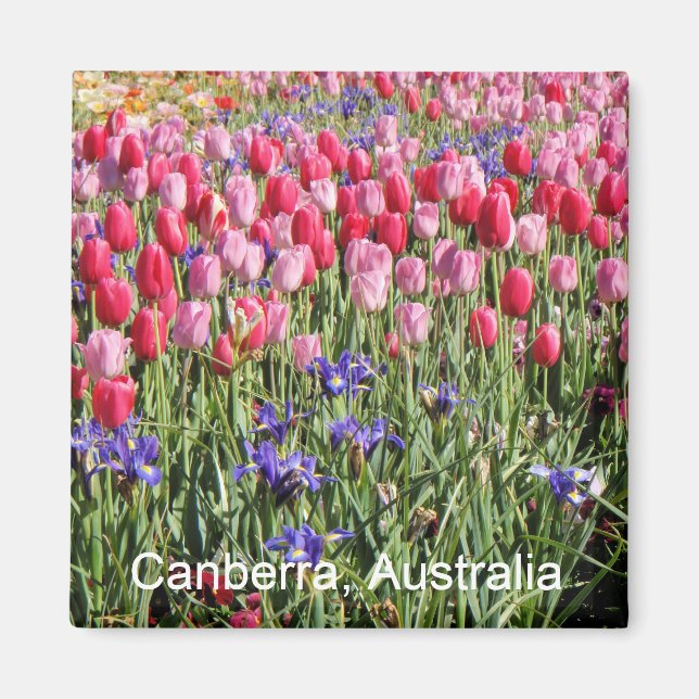 Canberra tulips magnet (Front)