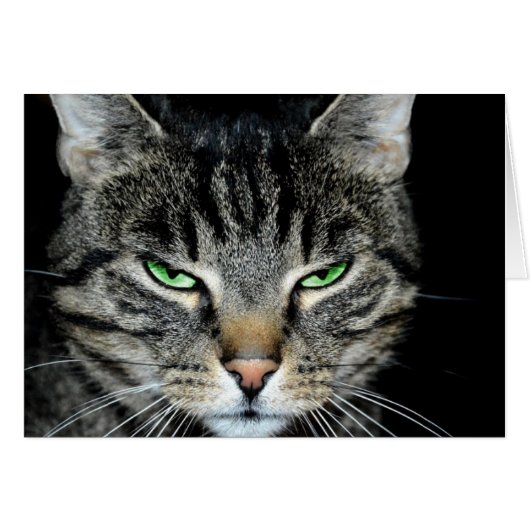 Cancer is Tough but You're Tougher Angry Cat (Front Horizontal)