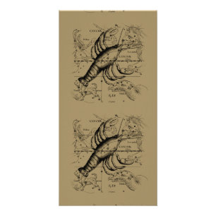 Cancer Zodiac Constellation by Hevelius 1690 Card