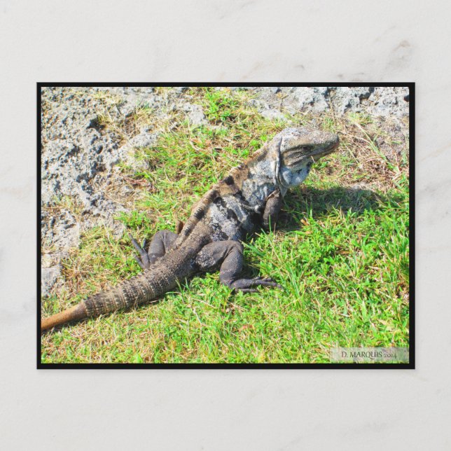 CANCUN #16 POSTCARD (Front)